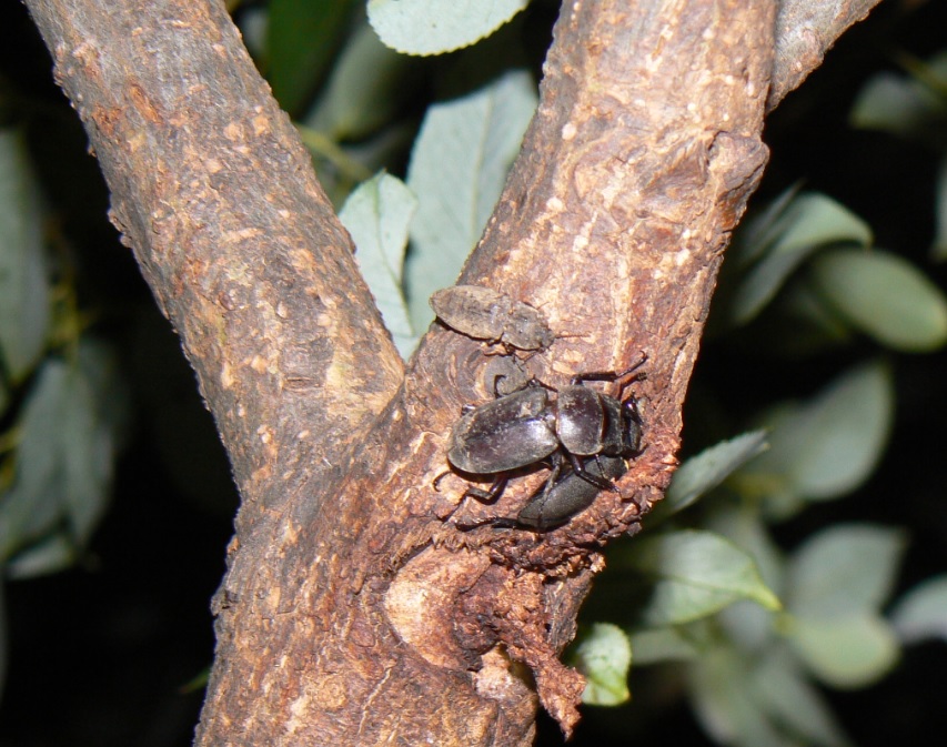 やなぎの枝先 忍者コメツキムシ_200817